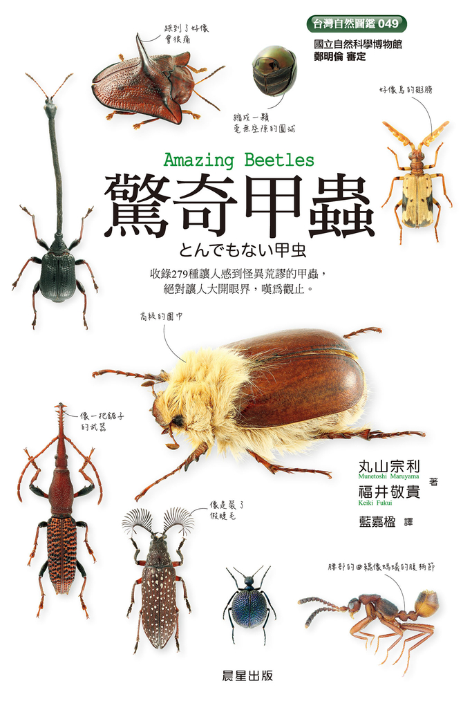 驚奇甲蟲